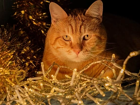 В Твери стартовала новогодняя благотворительная акция в помощь животным - новости Афанасий