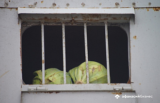 Капуста в Тверской области продолжает дорожать - новости Афанасий