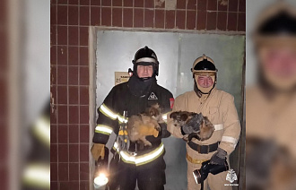 Помощь спасателей потребовалась щенкам в поселке Спирово - новости Афанасий