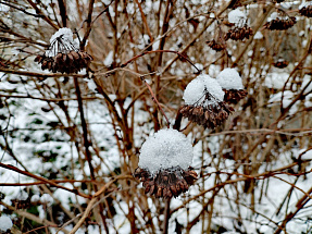 Сегодня в Твери потеплее до +5 градусов