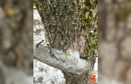 В Кашине полиция задержала наркозакладчика - новости Афанасий