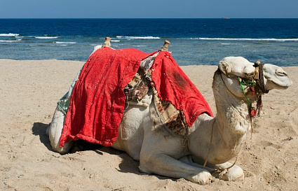 Трое жителей Вышнего Волочка из-за мошенницы не улетели в Египет - новости Афанасий