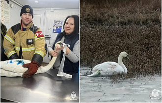 В Тверской области сотрудники МЧС спасли лебедя - новости Афанасий