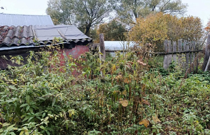 Житель Тверской области вырастил на огороде 35 кустов конопли - новости Афанасий