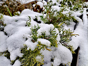 Сегодня в Твери столбик термометра приближается к нулю