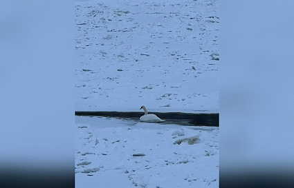 Лебедь вмерз в лед на Волге под Старицей - новости Афанасий
