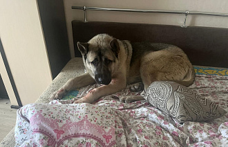 В пострадавшую в результате ЧП квартиру на Виноградова в Твери прибилась собака - новости Афанасий