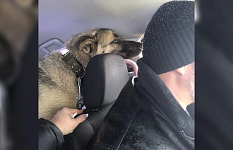 У раненного в результате ЧП на улице Виноградова пса Вулкана снова есть дом - новости Афанасий