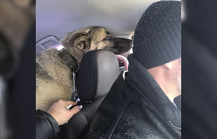 У раненного в результате ЧП на улице Виноградова пса Вулкана снова есть дом - новости Афанасий