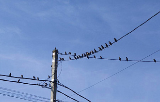 Часть Тверской области снова обесточена - новости Афанасий