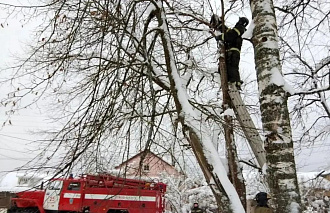 В Бологое забравшийся на дерево кот не торопился спускаться к хозяйке - новости Афанасий