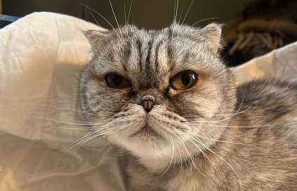 В Твери волонтеры спасают вмерзшую лапами в снег вислоухую кошку - новости Афанасий