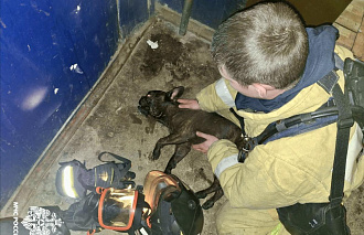В Тверской области на пожаре спасли собаку - новости Афанасий