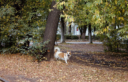 Полицейских хотят наделить полномочиями штрафовать собаководов - новости Афанасий