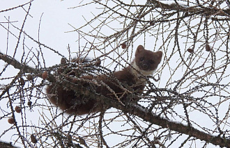 Сад Тверского императорского дворца посетила куница - новости Афанасий