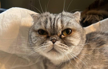 У спасенной волонтерами и врачами кошки Брошки снова есть дом - новости Афанасий