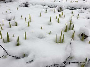 Землевладелец из Тверской области нанес вред плодородию почвы - новости Афанасий