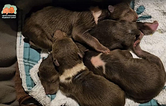 Ангелочек, Богдан, Бузя, Богатырь – новые подопечные центра Пажетновых - новости Афанасий