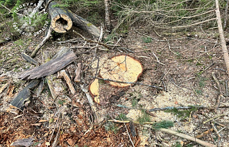 Житель Вышнего Волочка вырубил деревьев на 1,5 миллионов рублей - новости Афанасий