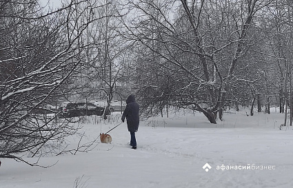 В Старицком округе подтвердилось бешенство у собаки - новости Афанасий