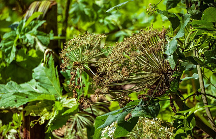 В России за борщевик для собственников земли вводят жесткие штрафы