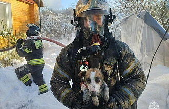 Под Тверью на пожаре спасли собаку - новости Афанасий