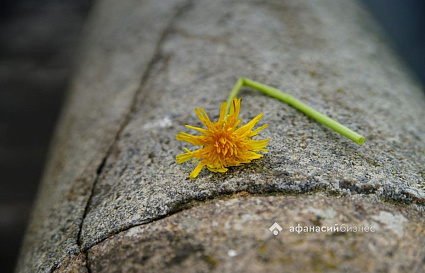 Тверским аграриям разъяснили новые правила обеззараживания  - новости Афанасий
