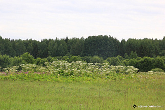 У предприятия «СК «Согласие» в Калязине заросли борщевиком сельхозземли - новости Афанасий