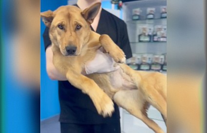 Тверские волонтеры рассказали о состоянии собаки с переломом позвоночника - новости Афанасий