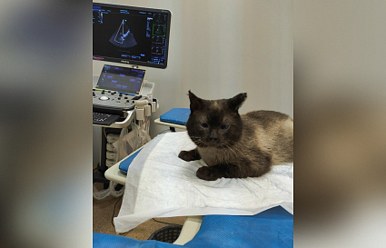 Охранник станции Редкино, выгнавший кота на мороз, привлечен к ответственности - новости Афанасий