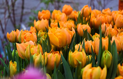 В преддверии 8 марта в Твери будет организована продажа цветов - новости Афанасий