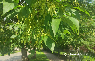 С кленом ясенелистным в России будут бороться штрафами - новости Афанасий