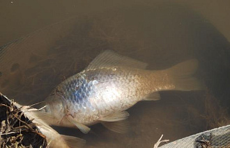 Массовая гибель рыбы случилась в ручье Соминка в Твери - новости Афанасий