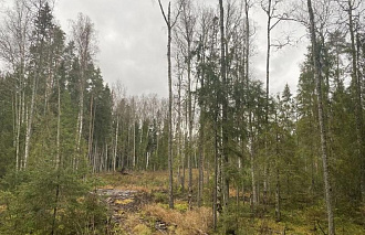 На Селигере незаконно вырубили лес на 12 млн рублей - новости Афанасий