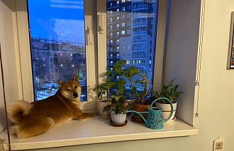 Жителям Твери  рассказали о врагах комнатных растений - новости Афанасий