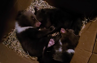 Еще трое медвежат-сирот поступили в торопецкий Центр Пажетновых - новости Афанасий