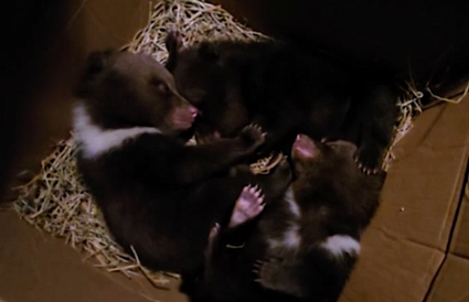 Еще трое медвежат-сирот поступили в торопецкий Центр Пажетновых - новости Афанасий