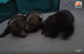 В торопецком Центре Пажетновых рассказали, как новые медвежата стали сиротами - новости Афанасий