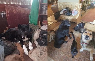 У погибшей жительницы поселка Оленино, которую завалило снегом, осталось 12 животных - новости Афанасий