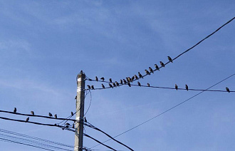 Грачей-разведчиков заметили над регионами России в начале марта