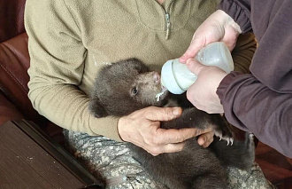 В Тверскую область из-под Вологды везут двух спасенных медвежат - новости Афанасий