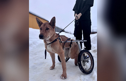 Оперировать собаку с переломом позвоночника из Тверской области оказалось опасно - новости Афанасий