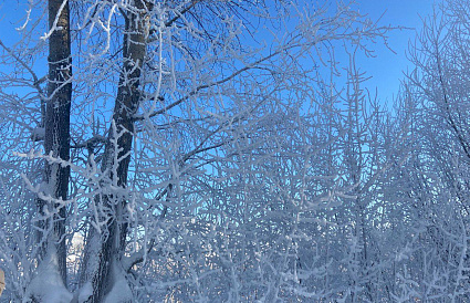 В Тверской области на сельхозземлях вырос лес - новости Афанасий