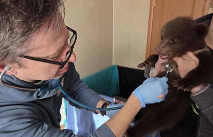 Ветеринары осмотрели медвежат с плохим аппетитом в Центре Пажетновых под Торопцем - новости Афанасий