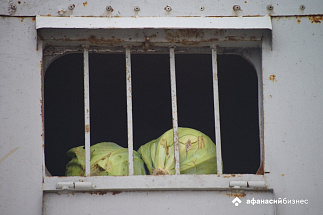 Тверская область: вывозили  муку, ввозили капусту - новости Афанасий