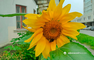 Тверским аграриям напомнили, что  семена, содержащие ГМО, надо уничтожать - новости Афанасий