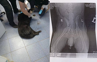 В Твери ищут водителя, сбившего собаку на проспекте Николая Корыткова - новости Афанасий