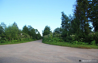 ИИ поможет искать очаги борщевика в Тверской области