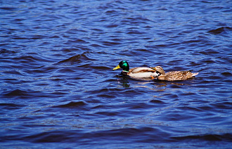 Погода в Твери сегодня с сильным дождем и туманом
