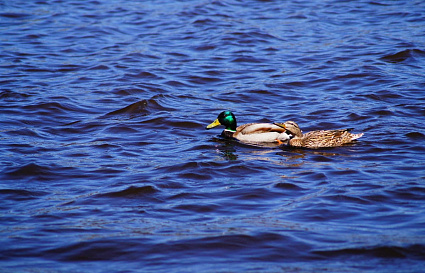 Погода в Твери сегодня с сильным дождем и туманом